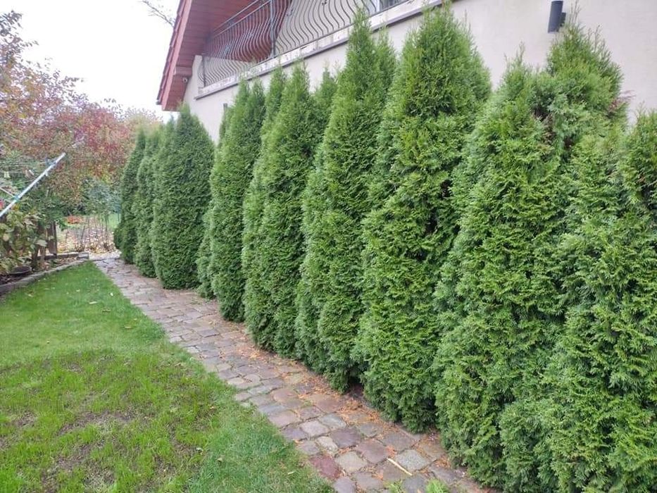 Przycinanie drzew,Przycinanie żywopłotów, utylizacja gałęzi, Koszenie