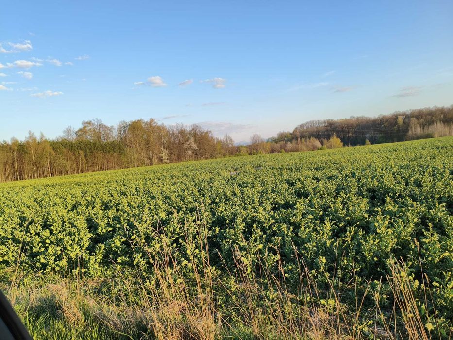 Atrakcyjne działki budowlane w Lubaniu - Widok 3