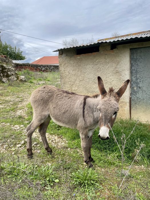Burro com 2 anos e meio