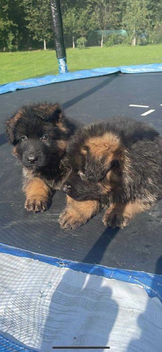 Owczarek niemiecki szczeniak