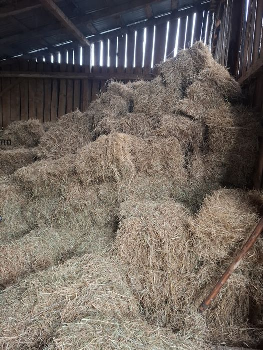 Sprzedam siano,kostka,ok.100szt.