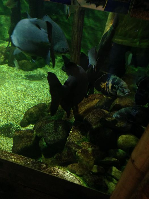 Панорамный аквариум с тумбой — готовый подводный мир у вас дома!