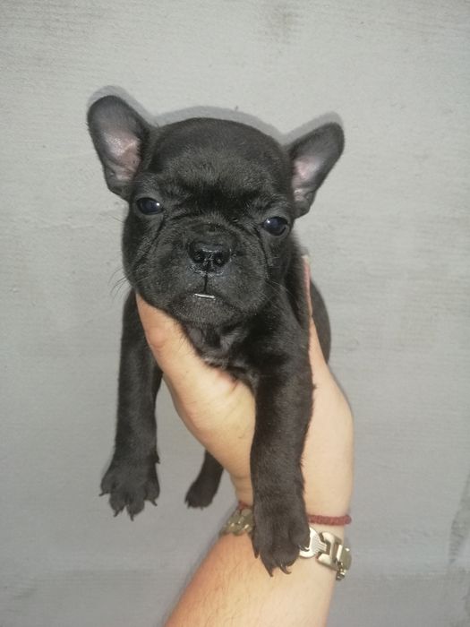 Французики Чистокровні хлопчики та дівчатка є доставка з рук в руки