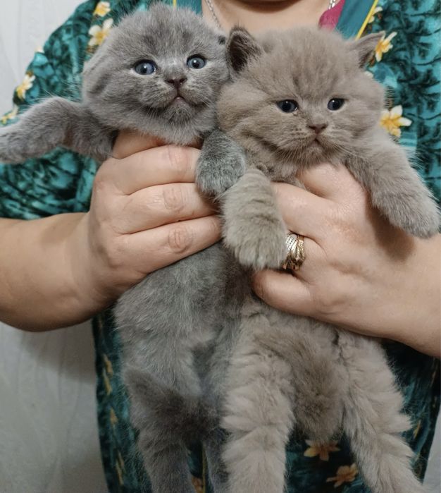 Кот шотланский страйт приглашает на вязку кошечек