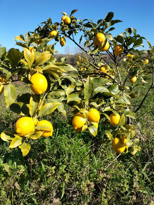 Limões Biologicos casca fina