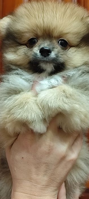 Продается Померанский шпиц
