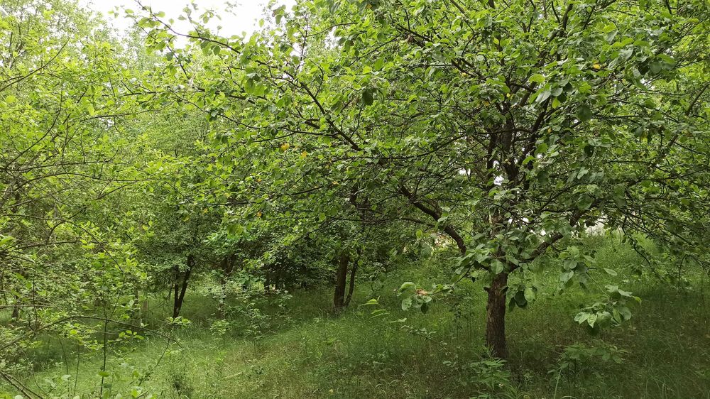 Ділянка в с.Гвоздів