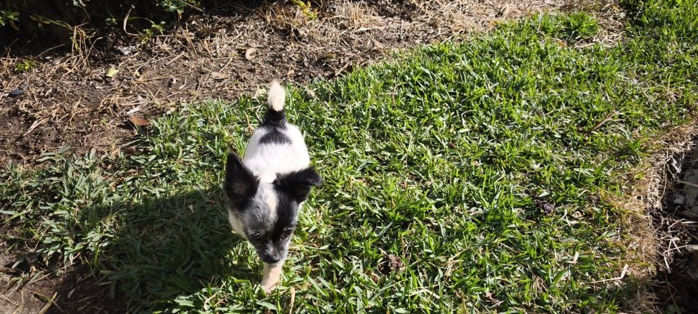 Chihuahua mini fêmea pelo longo disponível para entrega imediata