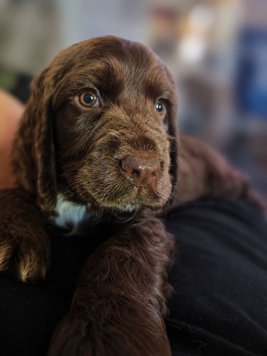 Cocker spaniel angielski czekoladowy/ wątrobiany