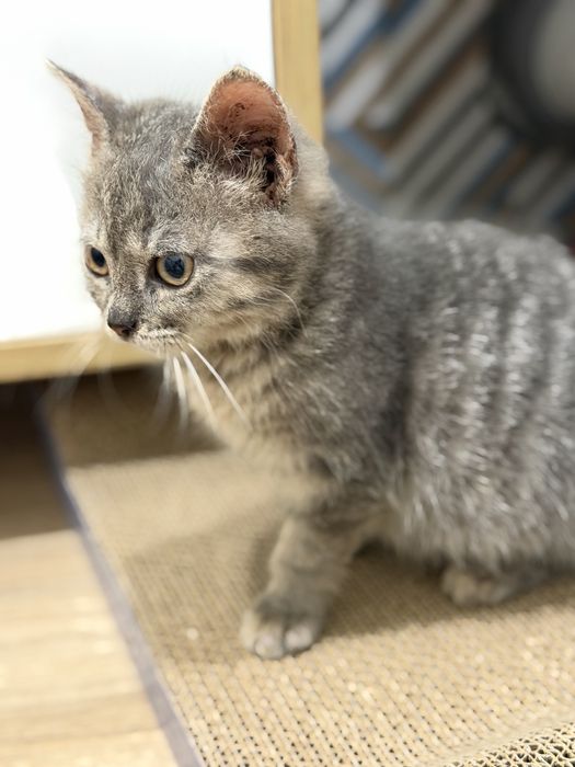 Отдам двух котях метис