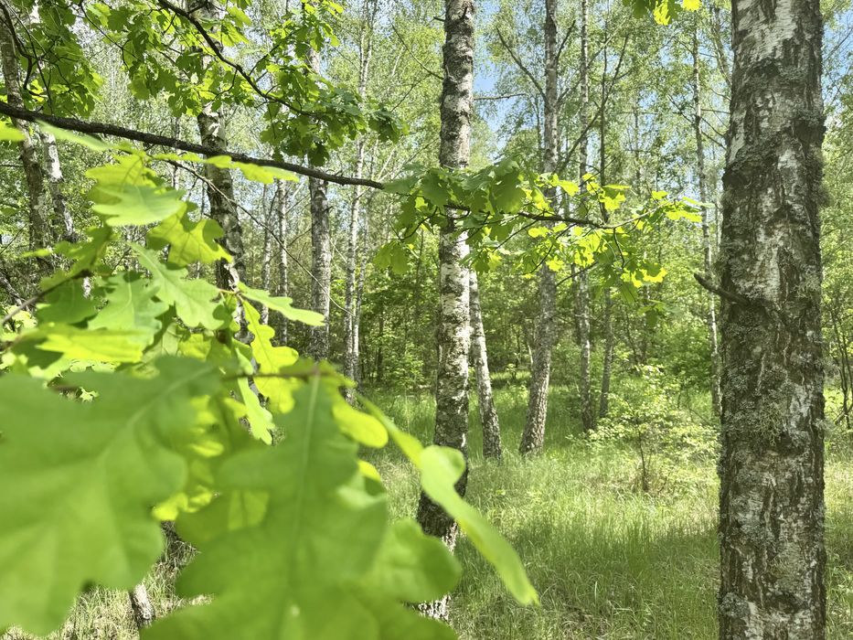 Земля у лісі під забудову Дзвінкове 3,25 га!
