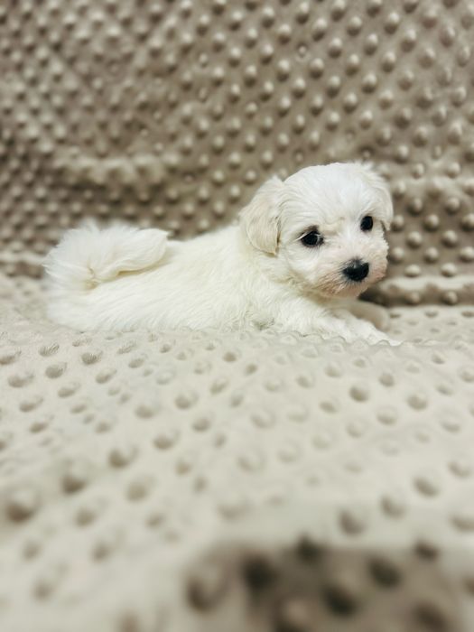 Maltańczyk chłopiec