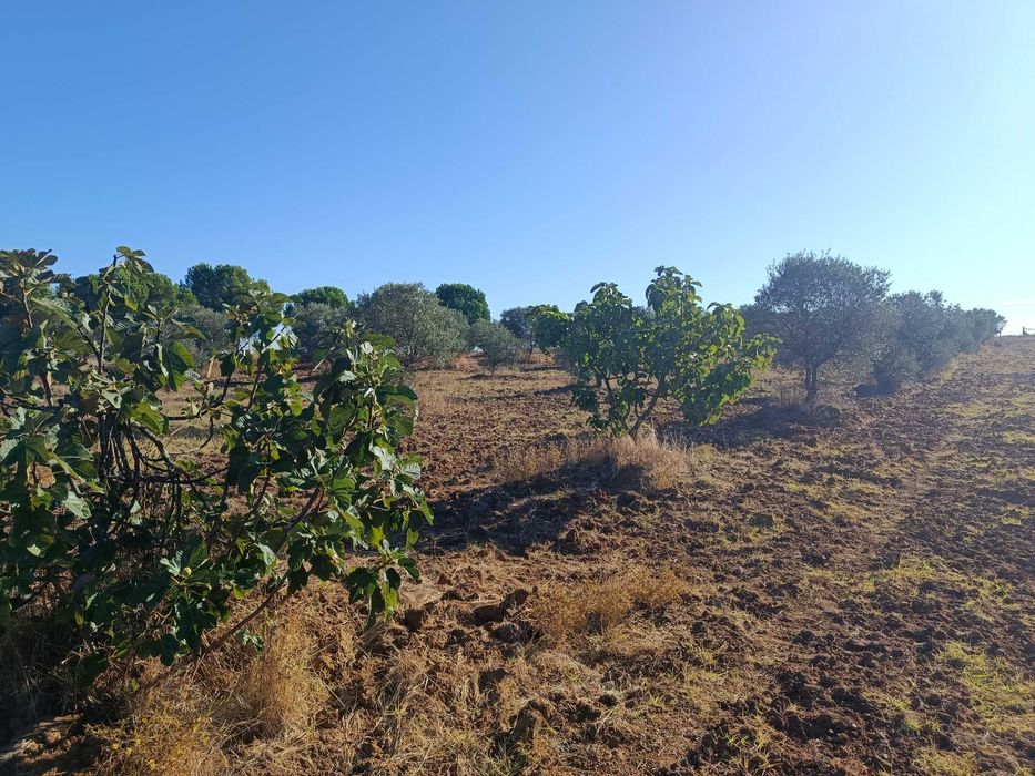Terreno em Canhestros