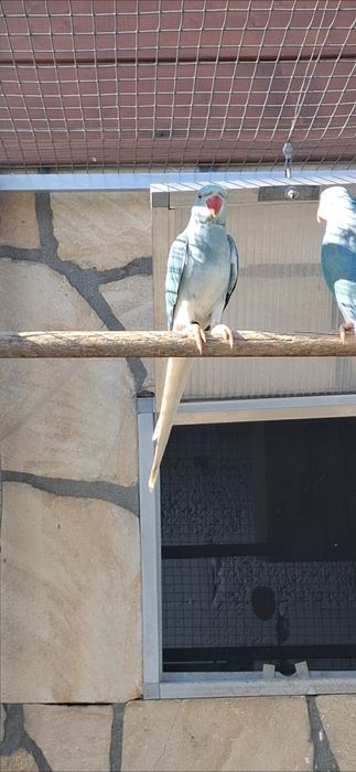 Aleksandretty obrożne samice z DNA