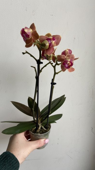 Орхідея міні пелор Паприка-400 грн