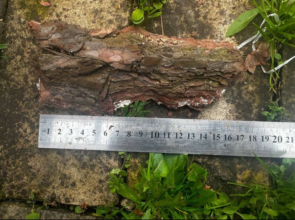 Кора фракція1 фракція2