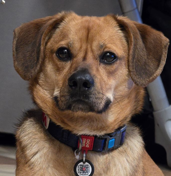 Fryś do pokochania !