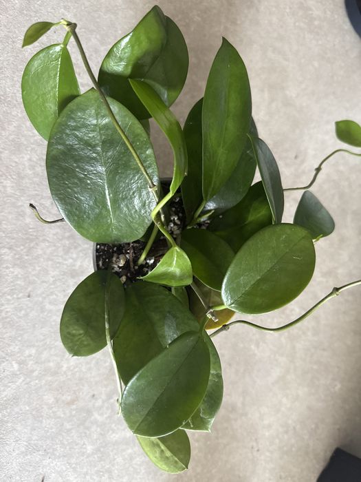 Hoya hoja australis