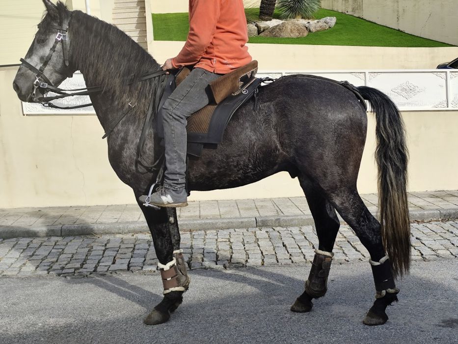 Poldro inteiro puro sangue lusitano letra S