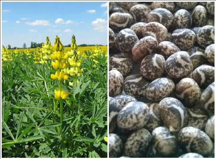 Słonecznik Lucerna Koniczyna Rajgras Rzodkiew Drenarska Życica Tymotka