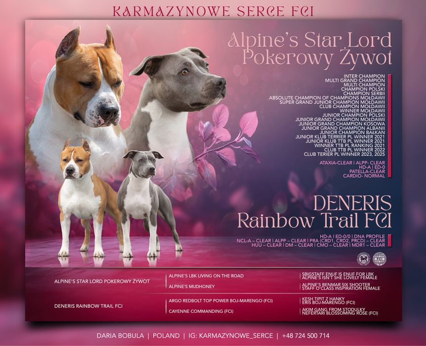 Amstaff ZKWP FCI błękitno płowa