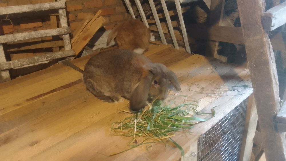 Продам кролів вакциновані