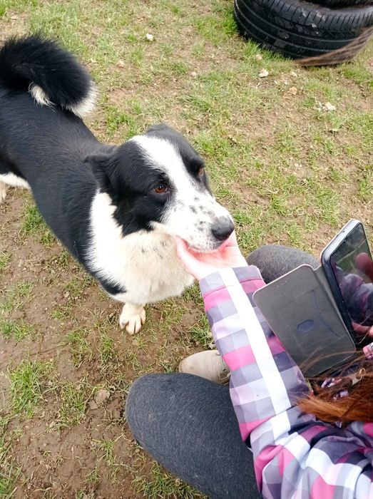 Mały Trufel do adopcji