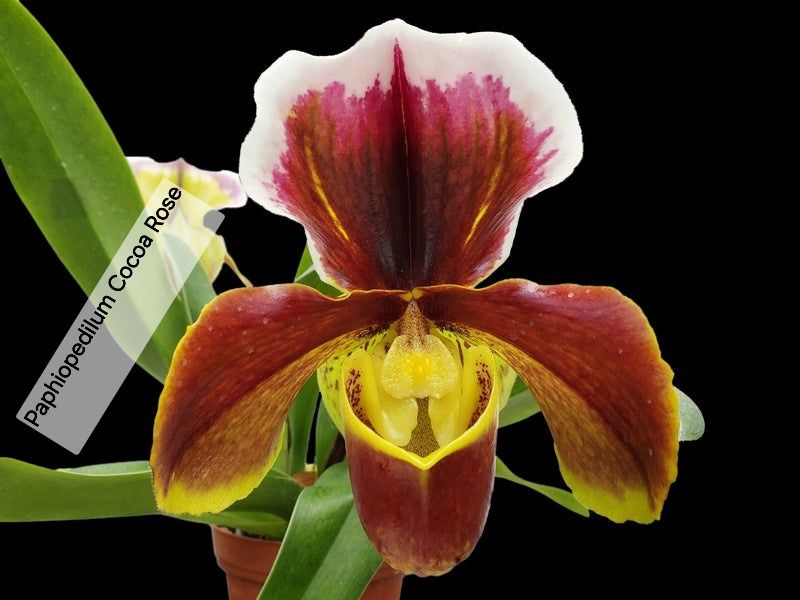 Paphiopedilum Cocoa Rose Пафиопедилум