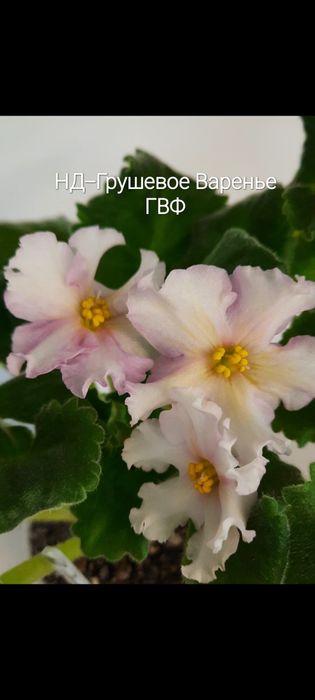 Дітки сортової фіалки ,від 35 грн