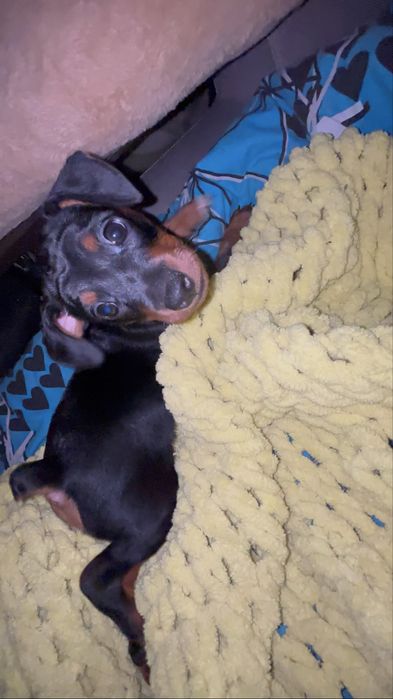 Собаченята Цвергпінчери