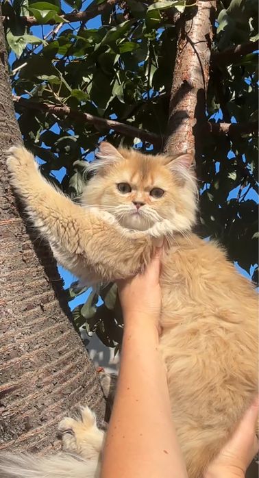 Шикарний котик 6 місяців шотландський