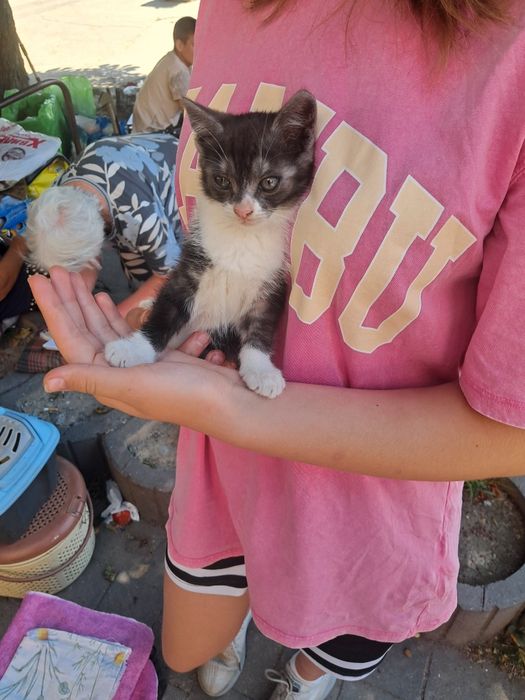 Котик в добрі руки