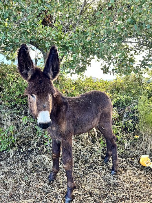 Burro Raça Autóctene Mirandesa