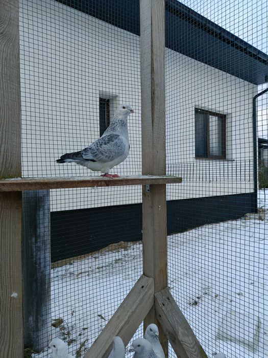 Gołębie standard standardy