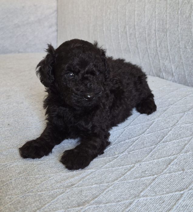 Caniche toy macho