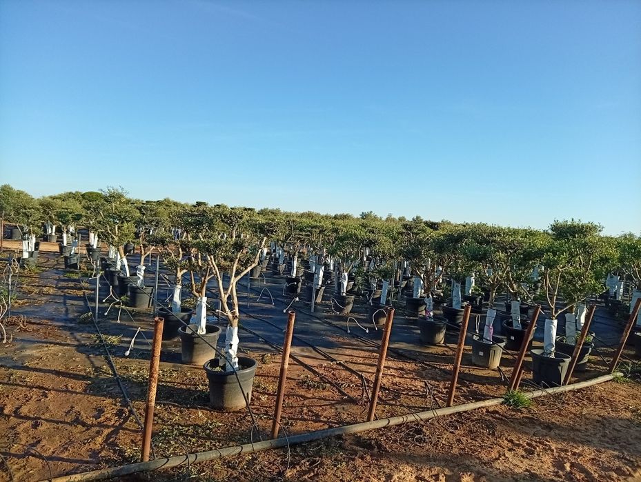 Oliveiras de Jardim