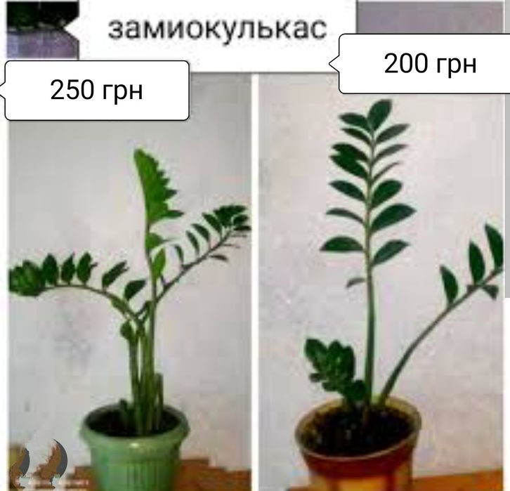 Сансивьера. Замиокулькас. Рео. Алоэ.