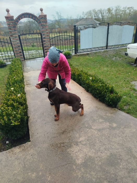 Продається терміново  доберман