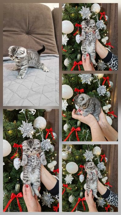 кошенята шотландці