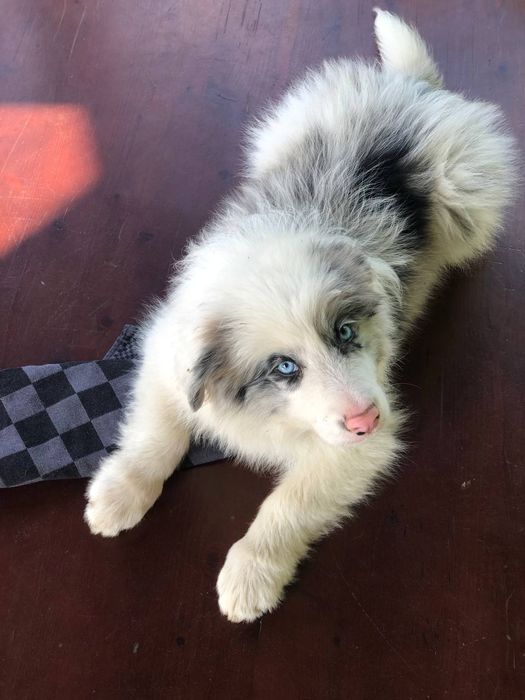 Хлопчики, дівчинка бордер коллі. Цуцики бордер коллі