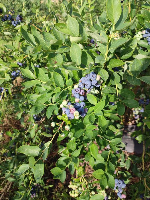 Borówka amerykańska, krzewy.