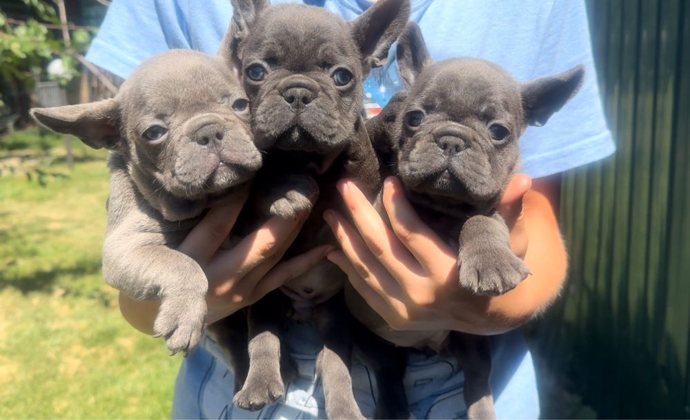 Блакитні бульдожки для Вас! Супер якість! Доставка