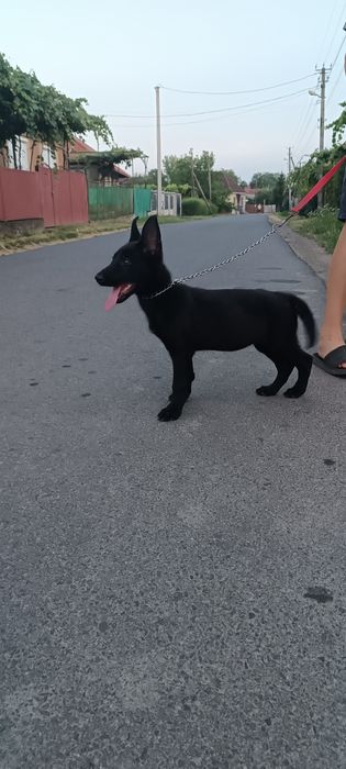 Цуцик німецька вівчарка