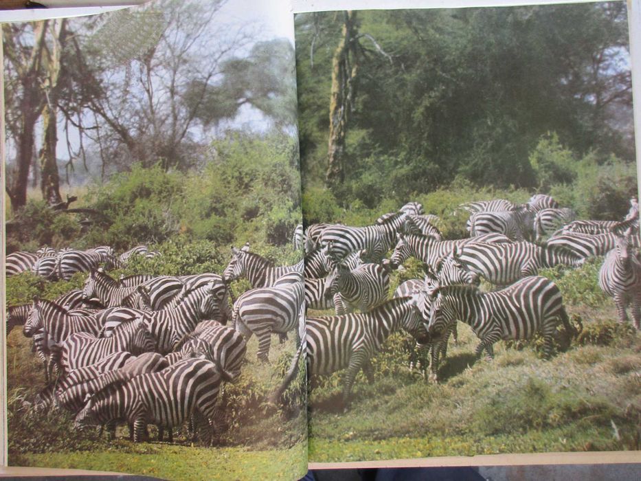 Os Animais - - - - - - - - Enciclopédia