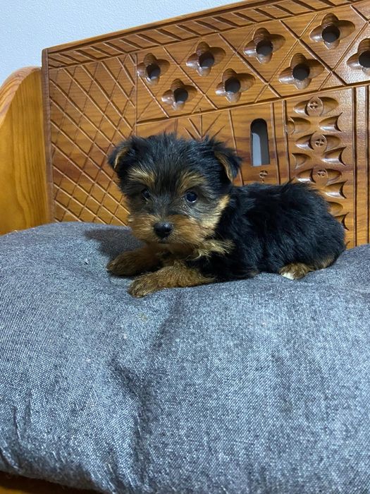 Yorkshire Terrier menino