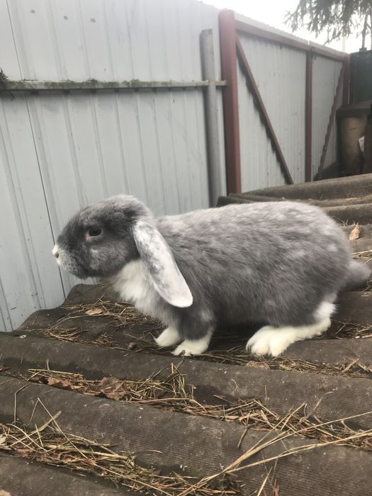 Продам кроликів французький баран
