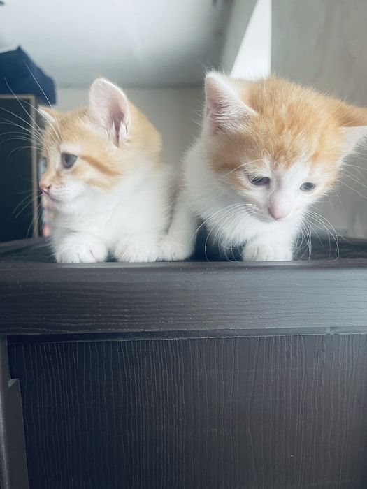 Котики шукають родину