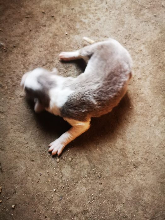 Border collie gratis