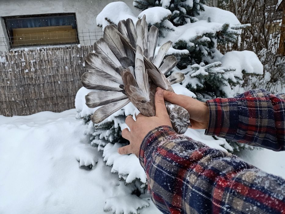 Gołębie mikolajewskie