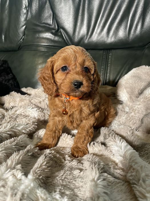 Cavapoo F1b cudna sunia Cavalier i Pudel